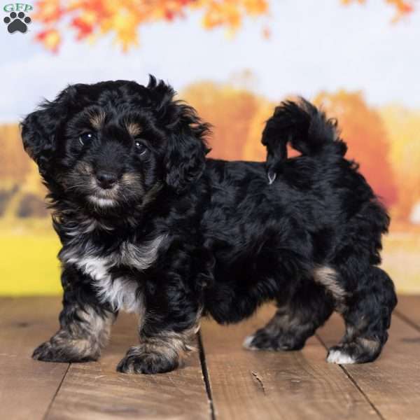 Zoey, Mini Bernedoodle Puppy